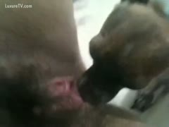 In this Beastiality episode, a young puppy licks a hirsute, older harlot.